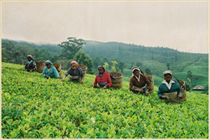 スリランカの茶畑